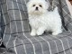 Chiot bichon maltais &agrave; adopter 