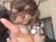 Chiot chihuahua &agrave; donner 