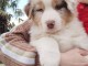 Chiot berger australien lof m&acirc;le 