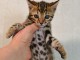 Chaton Bengal &agrave; donner 