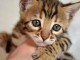Chaton Bengal disponible pour adoption 