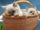 Dons chatons ragdoll disponible 