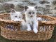 Adoption chatons ragdoll magnifique 
