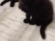 chaton a donner disponible 
