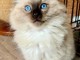 chaton ragdoll m&acirc;le disponible 