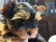 chiot Yorkshire &agrave; adopter 