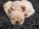chiot bouledogue fran&ccedil;ais &agrave; donner 