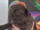 chiot bouledogue fran&ccedil;ais adorable 