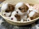 chiot cavalier king charle &agrave; adopter 