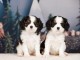 Adoption chiot cavalier king charle 