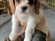 Adorable chiot cavalier king charle 