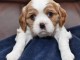 chiot cavalier king charle femelle &agrave; donner 