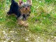 Adopter chiot Yorkshire terrier 