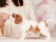 chiot cavalier king charle disponible 