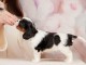 Adorable chiot cavalier king charle 