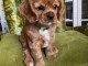 chiot cavalier king charle &agrave; adopter 