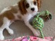 chiot cavalier king charle disponible 
