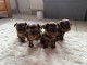 chiot Yorkshire terrier disponible pour adoption 
