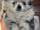 chiot spitz nain Pom&eacute;ranie lof disponible 
