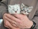 Chatons Sib&eacute;rien &agrave; donner disponible 
