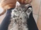Chatons Maine coon &agrave; donner 