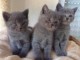 Annonce chatons chartreux &agrave; donner 