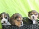 chiot beagle &agrave; adopter 