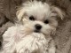 Chiot bichon maltais m&acirc;le &agrave; donner 