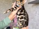 Adorable chaton Bengal &agrave; donner 