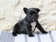 chiot bouledogue fran&ccedil;ais &agrave; donner 