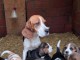 Dons chiot beagle disponible 