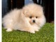 chiot spitz allemand race pure 