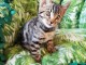 chatons Bengal &agrave; donner 
