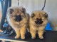 Chiot spitz allemand race pure &agrave; donner 