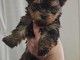 chiot Yorkshire &agrave; donner femelle 