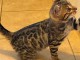 chatons Bengal &agrave; donner disponible 