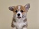 Chiots Welsh Corgi Pembroke