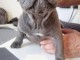 chiot bouledogue fran&ccedil;ais &agrave; donner 