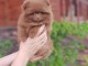 Adoption chiot spitz nain Pom&eacute;ranie 