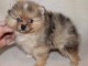 chiot spitz nain a donner 