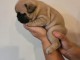 chiot bouledogue fran&ccedil;ais &agrave; donner 