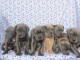 chiot Cane Corso lof disponible 