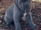 chiot Cane Corso a donner 