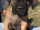 chiot Cane Corso a donner 