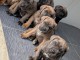 chiot cane corso &agrave; donner 