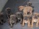 Adoption chiot Cane Corso 