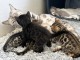 Adoption chatons Bengal disponible 