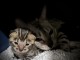 Adorable chaton Bengal disponible 