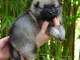 chiot spitz nain disponible 
