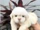 Dons chiot bichon maltais 